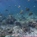 2-Hour Snorkeling Paradise Reef in Cancún Underwater Museum - Who Should Book This Tour?