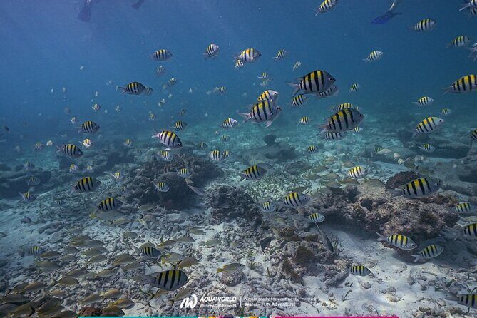 2-Hour Snorkeling Paradise Reef in Cancún Underwater Museum - Who Should Book This Tour?