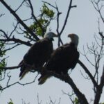 2-Hour Sunset Safari Eco Cruise from Cape May - Authentic Encounters and Real Reviews