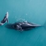 2 hour whale watching experience departing Hillarys Boat Harbour - The Value of This Whale Watching Tour