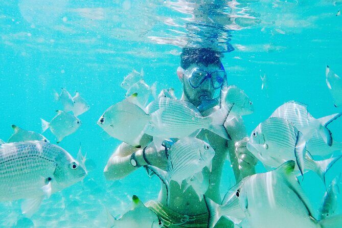 2 Hours Dolphin Kayaking & Snorkeling Tour on the Broadwater - FAQs