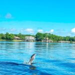 2 Hours Guided Dolphin Tour in Florida - Who Is This Tour Best Suited For?