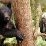 2 hr Private Custom Tour of Ketchikan (4 people) Wildlife + More - What Past Travelers Say