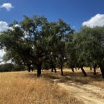 2 hr Walk in the Cork Forest - An In-Depth Look at the Tour Experience