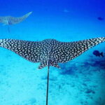 2 Ocean Dives: MUSA Underwater Museum and Manchones Reef - What’s Included and What’s Not