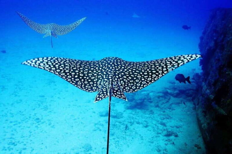 2 Ocean Dives: MUSA Underwater Museum and Manchones Reef - What’s Included and What’s Not