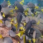 2 Tank Combo Cabo Reserve & Corridor, certified divers with MANTA - Authentic Marine Encounters and Real Reviews