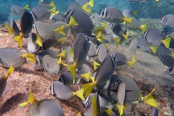 2 Tank Combo Cabo Reserve & Corridor, certified divers with MANTA - Authentic Marine Encounters and Real Reviews