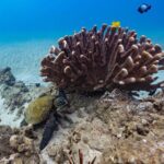 2-Tank Dive Featuring the Molokini Crater - Considerations for Travelers