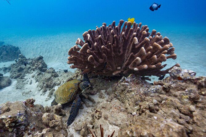 2-Tank Dive Featuring the Molokini Crater - Considerations for Travelers