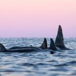 24hr Northern Lights & Whale Watching Cruise - What Makes This Tour Stand Out