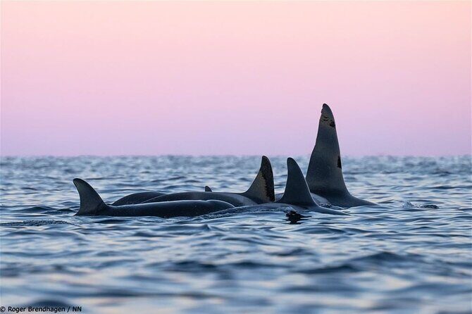 24hr Northern Lights & Whale Watching Cruise - What Makes This Tour Stand Out