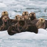 26 Glacier Tour, Self-Drive from Anchorage, AK - An In-Depth Look at the 26 Glacier Tour