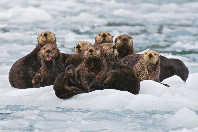 26 Glacier Tour, Self-Drive from Anchorage, AK - An In-Depth Look at the 26 Glacier Tour