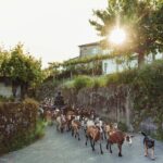 2h Quad Tour  Arcos de Valdevez  Peneda Gerês - A Deep Dive Into the Quad Adventure Experience