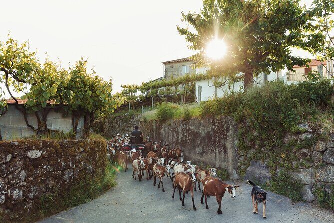 2h Quad Tour  Arcos de Valdevez  Peneda Gerês - A Deep Dive Into the Quad Adventure Experience