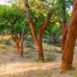 2hr Walk in a Cork Forest - The Sum Up