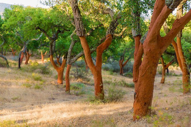 2hr Walk in a Cork Forest - The Sum Up