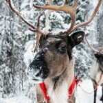 2km Sleigh Ride & Feeding Experience at Traditional Reindeer Farm - The Bottom Line