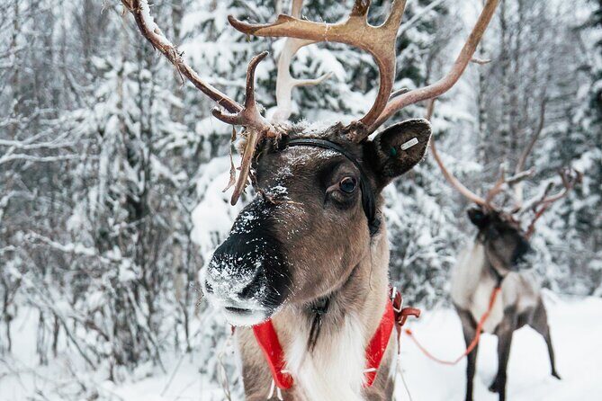 2km Sleigh Ride & Feeding Experience at Traditional Reindeer Farm - The Bottom Line