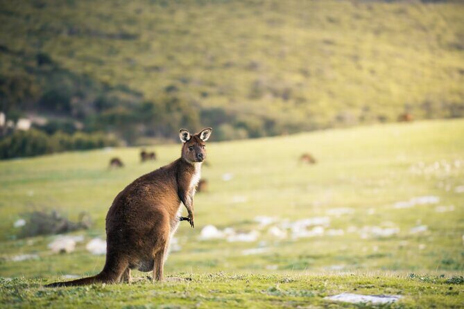 3-Day Kangaroo Island Adventure Tour - FAQs