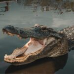 3-Day Miami Beach with Miami Bus/Boat Tour, Everglades and Keywest boat Tour - Authentic Experiences and Practical Tips