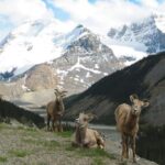 3 Day Rocky Mountains Columbia Icefields Banff and Yoho NP Tour - What We Love and What to Consider