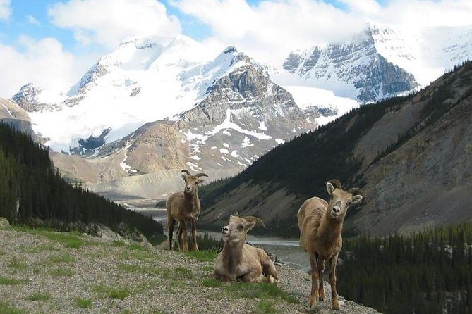 3 Day Rocky Mountains Columbia Icefields Banff and Yoho NP Tour