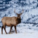 3 Day Wildlife Photography Tour in Yellowstone National Park - FAQs