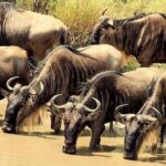 3 Days Masai Mara Camping Safari - Authentic Wildlife Encounters and Expert Guides