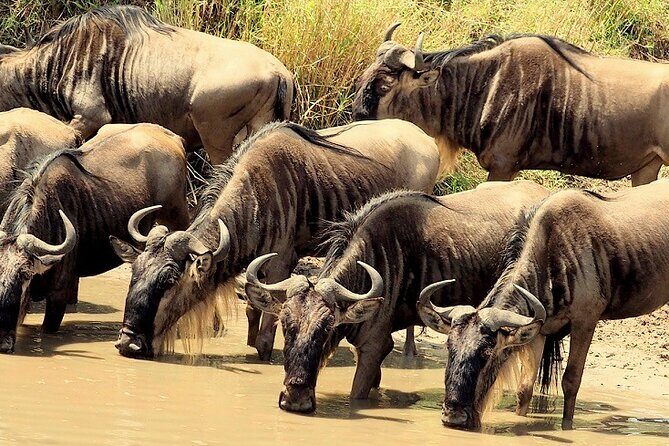 3 Days Masai Mara Camping Safari - Authentic Wildlife Encounters and Expert Guides