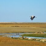 3-Hour Boat Tour in Ria Formosa on Olhão Algarve - A Detailed Look at the Ria Formosa Boat Tour