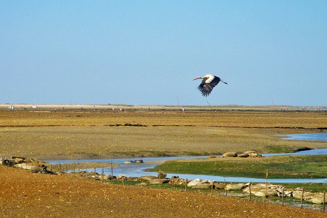 3-Hour Boat Tour in Ria Formosa on Olhão Algarve - A Detailed Look at the Ria Formosa Boat Tour