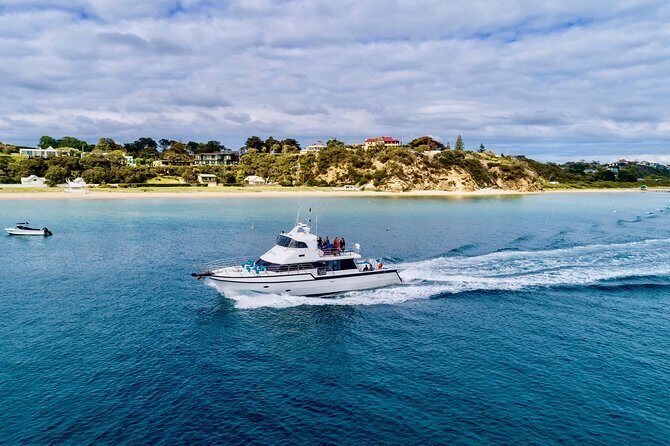 3-Hour Dolphin and Seal Sightseeing Cruise, operated with swim tour passengers - A Few Considerations