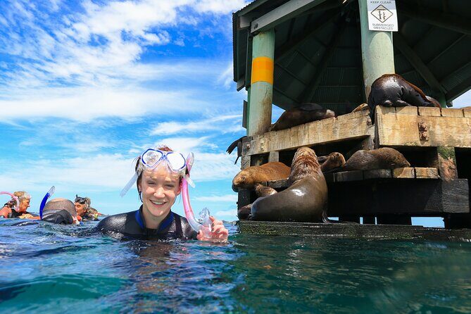 3 hour Dolphin and Seal Swim (NOV-APR) - Who Will Enjoy This Tour?