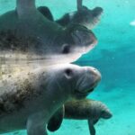 3 Hour Guided Manatee Snorkel - Key Points