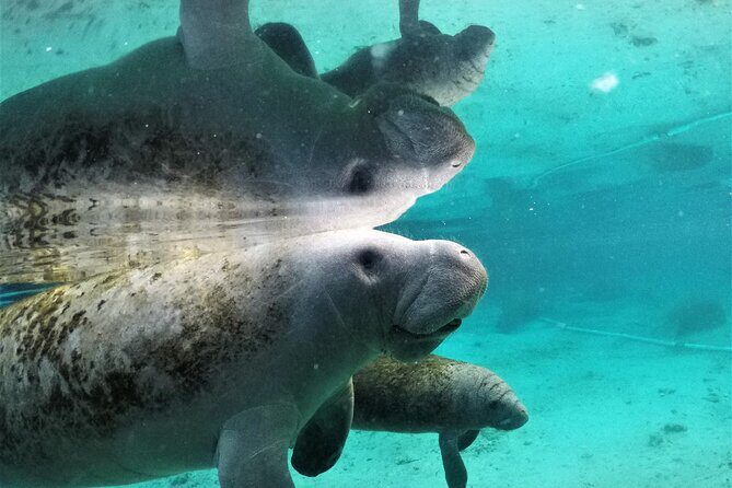 3 Hour Guided Manatee Snorkel - Key Points
