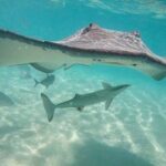 3-hour Lagoon Snorkeling Tour - Private Tour - Practical Details for the Wise Traveler