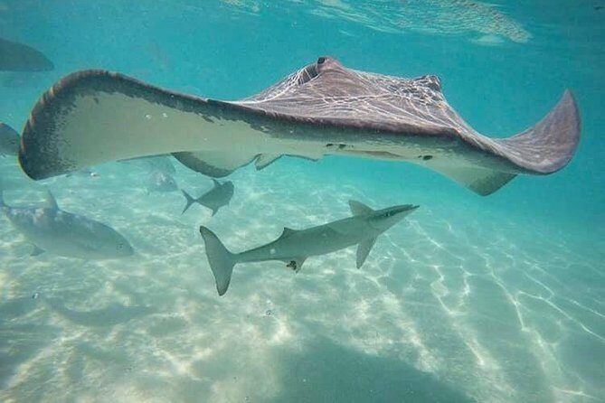 3-hour Lagoon Snorkeling Tour - Private Tour - Practical Details for the Wise Traveler