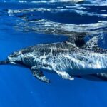3-Hour Luxury Private Custom Charter - The Experience Based on Traveler Reviews