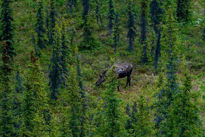 3 Hour Naturalist Walking Tour in Denali National Park - FAQ