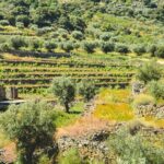 3-Hour Private Wine Tasting in Quinta da Vineadouro with Lunch - Who Would Love This Tour?