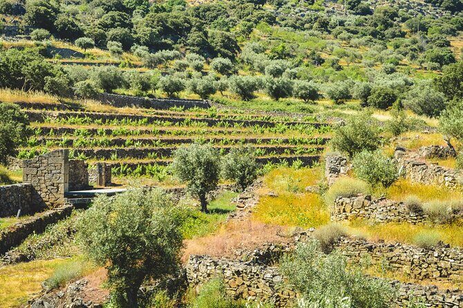 3-Hour Private Wine Tasting in Quinta da Vineadouro with Lunch - Who Would Love This Tour?