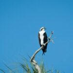 3 Hour See Crystal River Wildlife Safari Boat Cruise - Exploring the Details of the Crystal River Wildlife Safari Boat Cruise