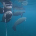 3-Hour Small Group All-Inclusive Manatee Swim with Photo Package - Why This Tour Excels