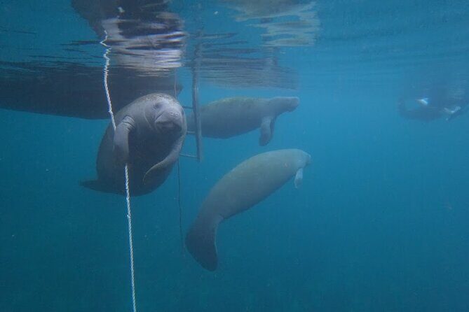 3-Hour Small Group All-Inclusive Manatee Swim with Photo Package - Why This Tour Excels