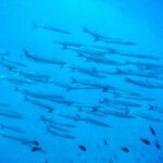 3-Hour Try Scuba Private Guided Sea Baptism from Palermo - A Detailed Look at the 3-Hour Try Scuba Experience