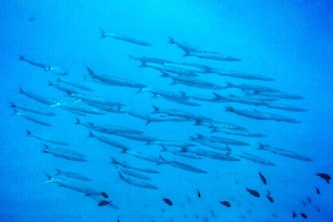 3-Hour Try Scuba Private Guided Sea Baptism from Palermo - A Detailed Look at the 3-Hour Try Scuba Experience