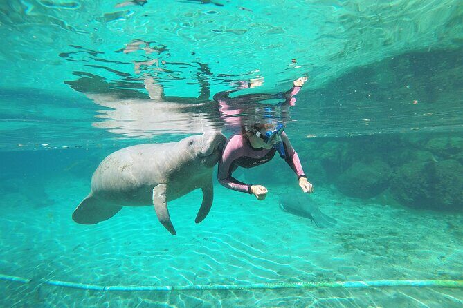 3 hours Manatee Swim Tour in Florida - FAQs
