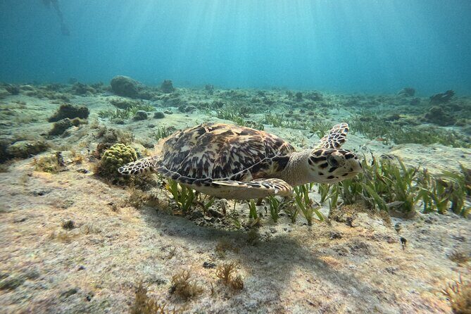 3 in 1 Jungle Tour Adventure Cancun - Who Should Consider This Tour?